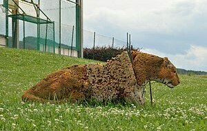 Championnat de France 3D par équipes à Ardin (79)